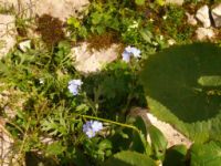 2014-08-02_06FritzPflaum-Steig (328).JPG